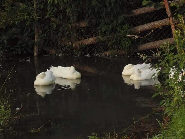 Floare De Maramures 2 Sighetu Marmaţiei Exterior foto